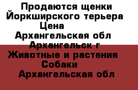 Продаются щенки Йоркширского терьера. › Цена ­ 8 000 - Архангельская обл., Архангельск г. Животные и растения » Собаки   . Архангельская обл.
